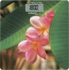 SC - BS33E040 Весы напольные электронные Scarlett SC-BS33E040 макс.180кг рисунок/SPA цветок