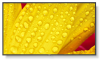 me501 nec 50" me-series large format display, uhd, 400cd/m2, d-led backlight, 18/7 proof, sdm slot, cm-slot